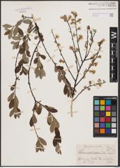 Salix aurita L. x Salix repens L.